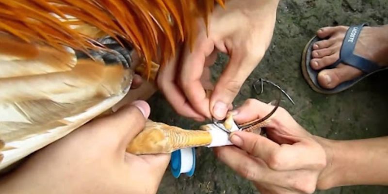 vì sao phải học cách băng cựa gà đá chuẩn